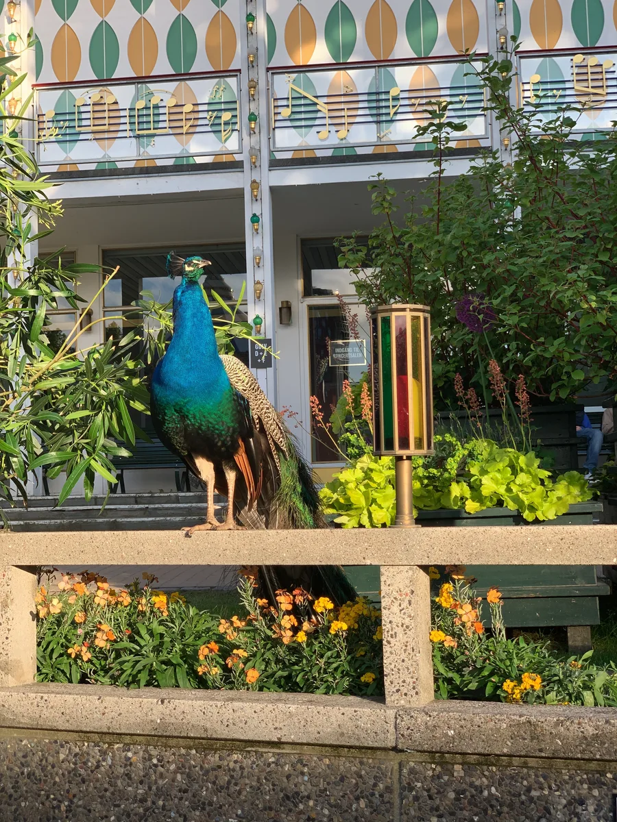 A peacock standing on a wooden railing among flowers