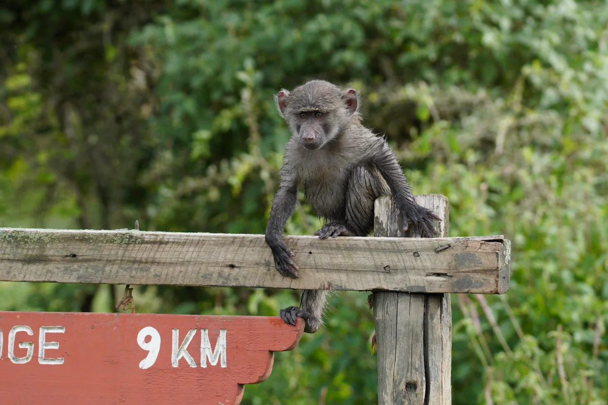 A baby baboon perched on a wooden roadside sign