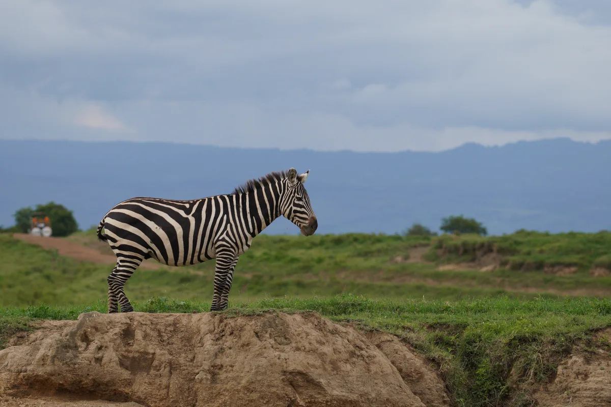 A zebra standing on a mound with hills in the distance