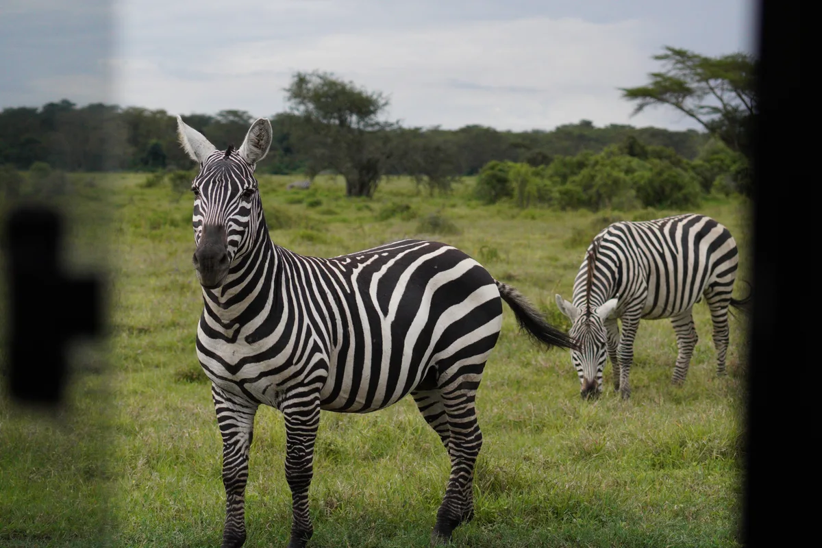 Two zebras in a green clearing, framed by the car window
