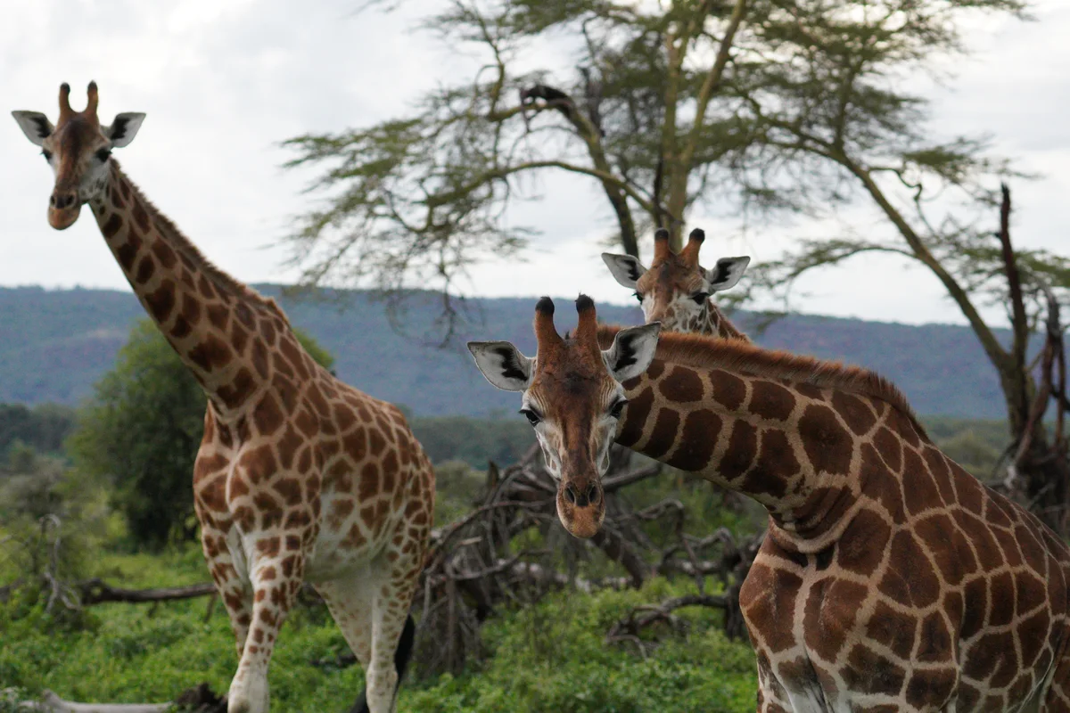 Three giraffes standing by acacia trees