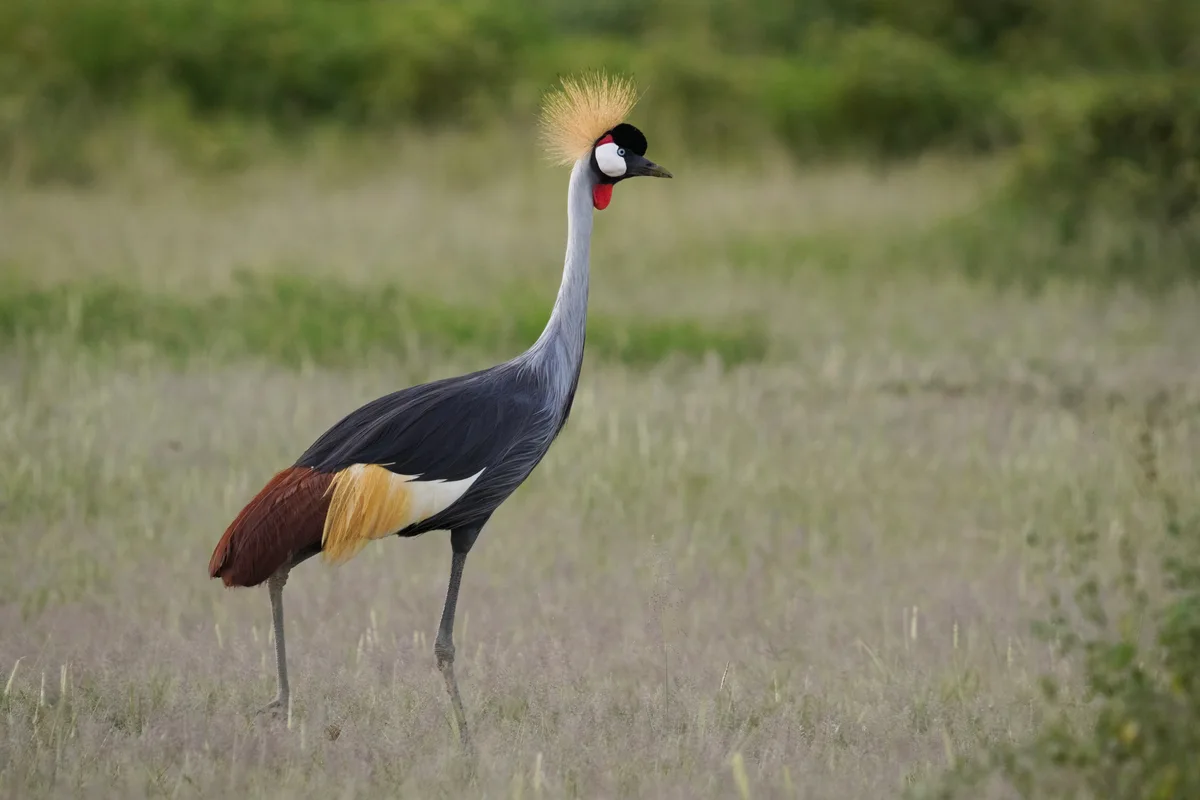A grey crowned crane standing in short grass