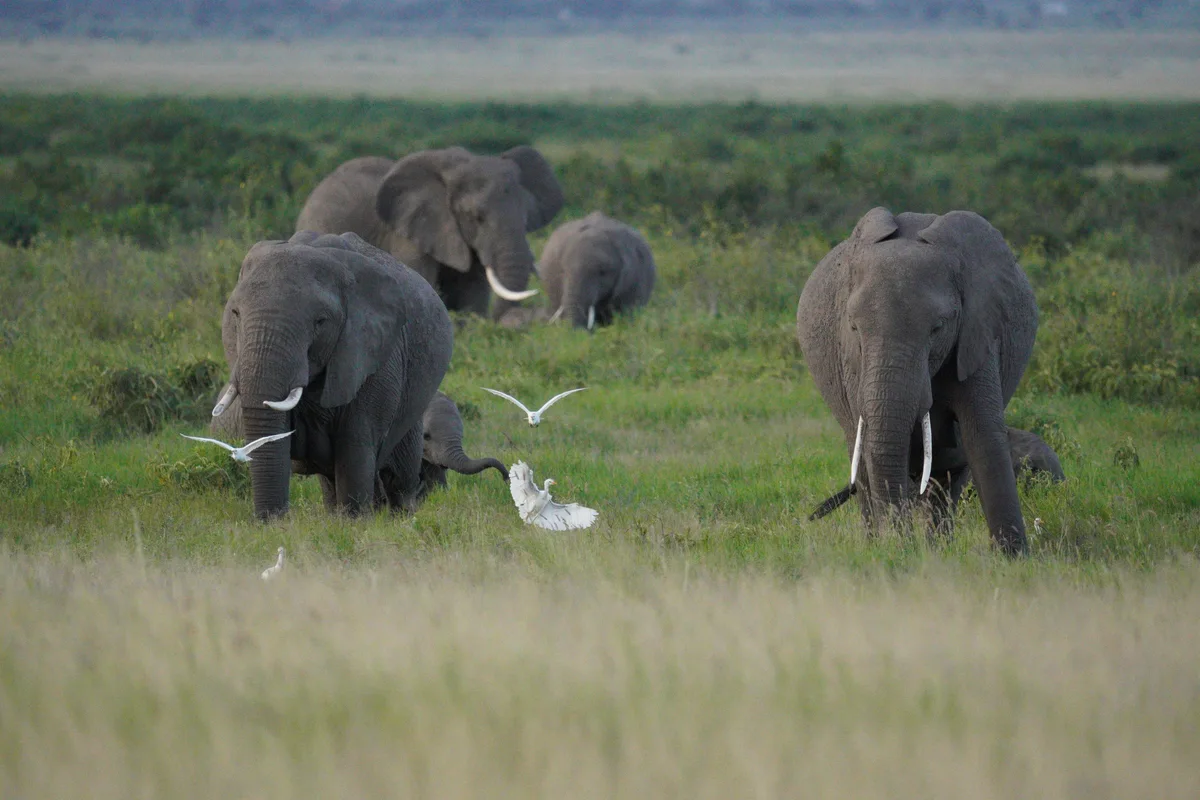 An elephant herd grazing among cattle egrets