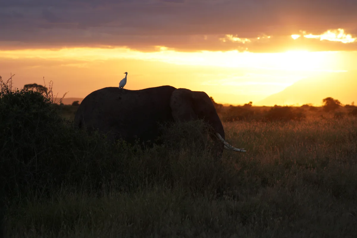 An elephant silhouetted against a golden sunset with a cattle egret on its back