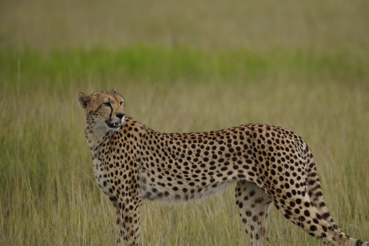 A cheetah looking back across the grass