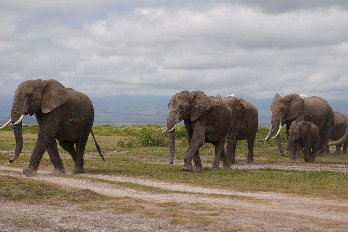 An elephant herd crossing a dirt track beneath a cloudy sky