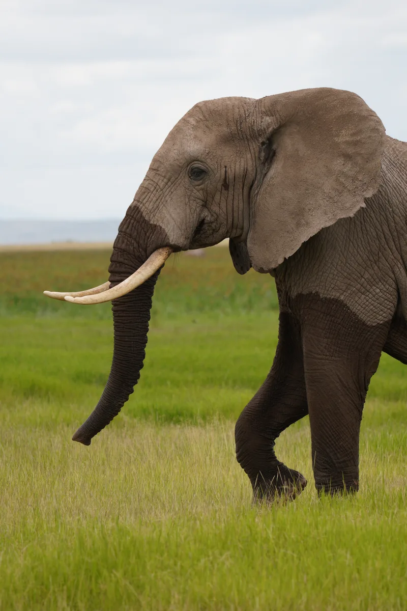 An elephant in profile with a long tusk and lowered trunk