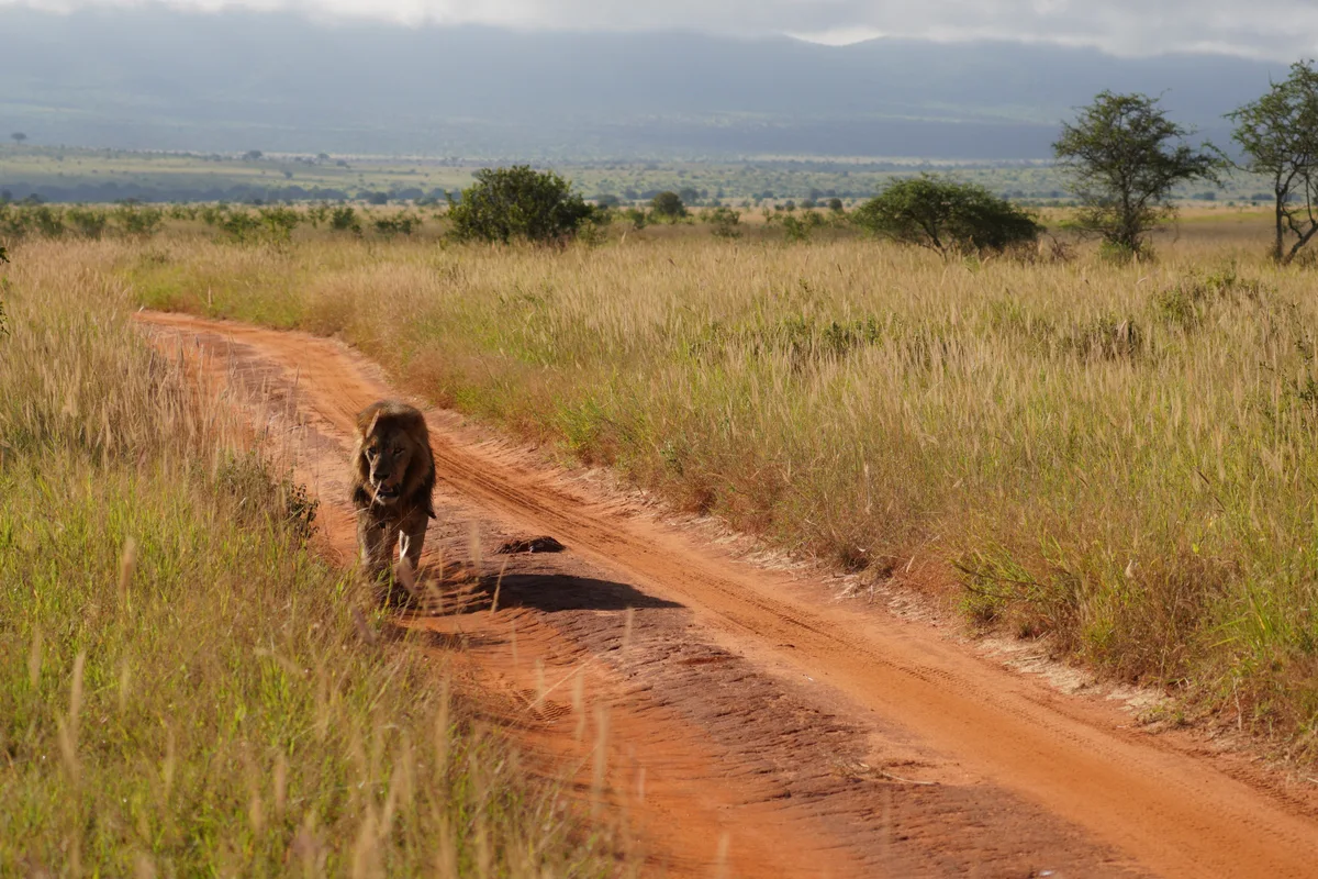 A lion cub running across sand with tire tracks