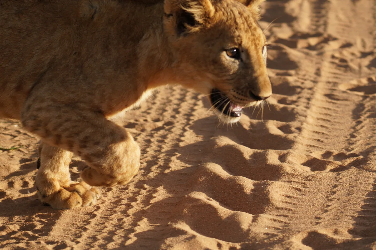 A lion cub running across a sandy path