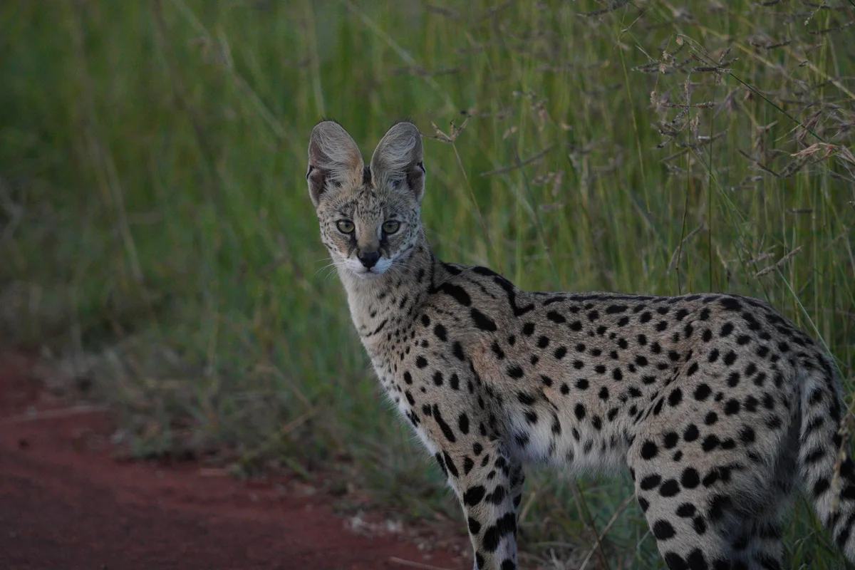 A spotted serval standing at the edge of tall grass