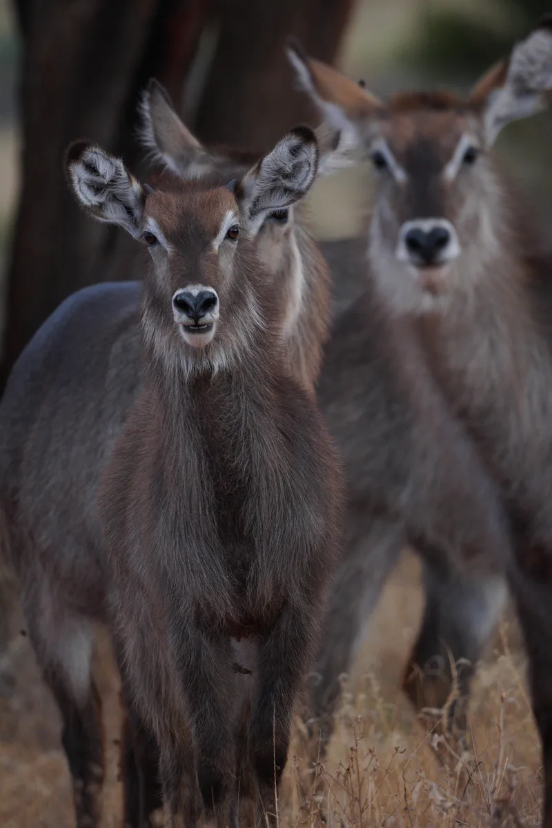 Three waterbucks staring at the camera