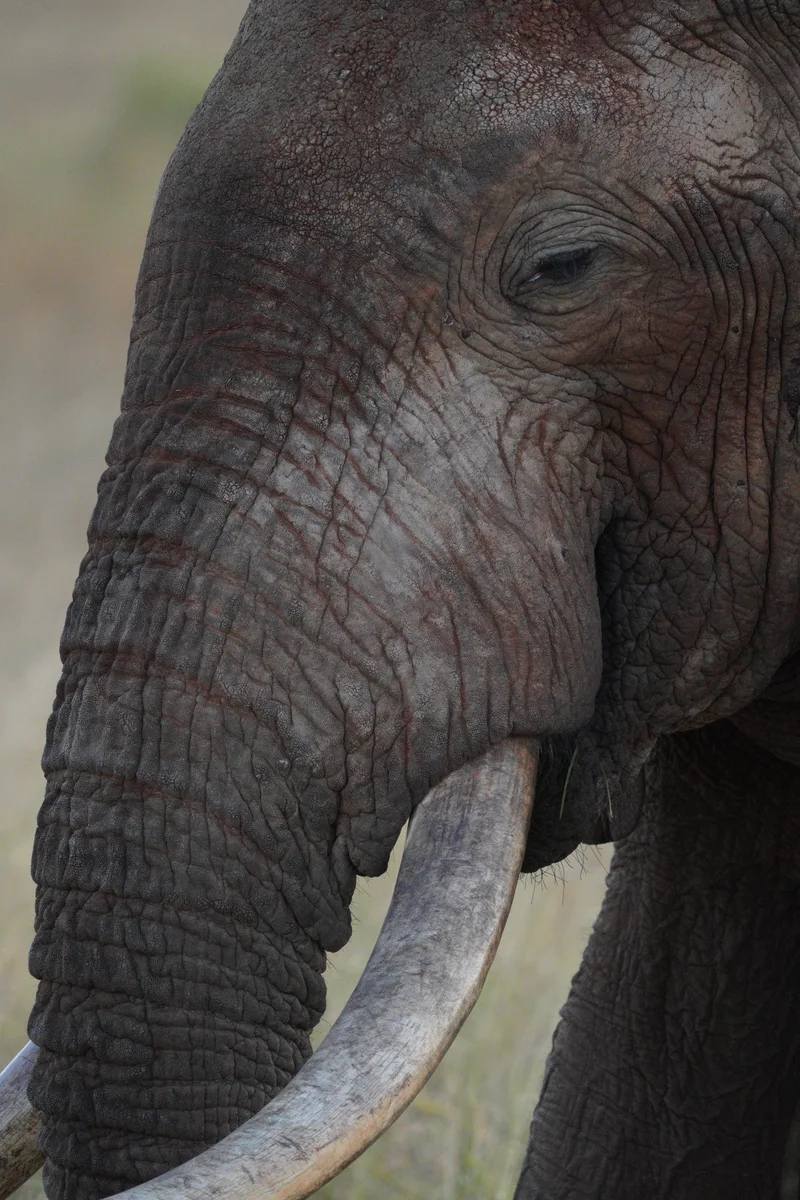 Close view of an elephant’s face, trunk, and tusk