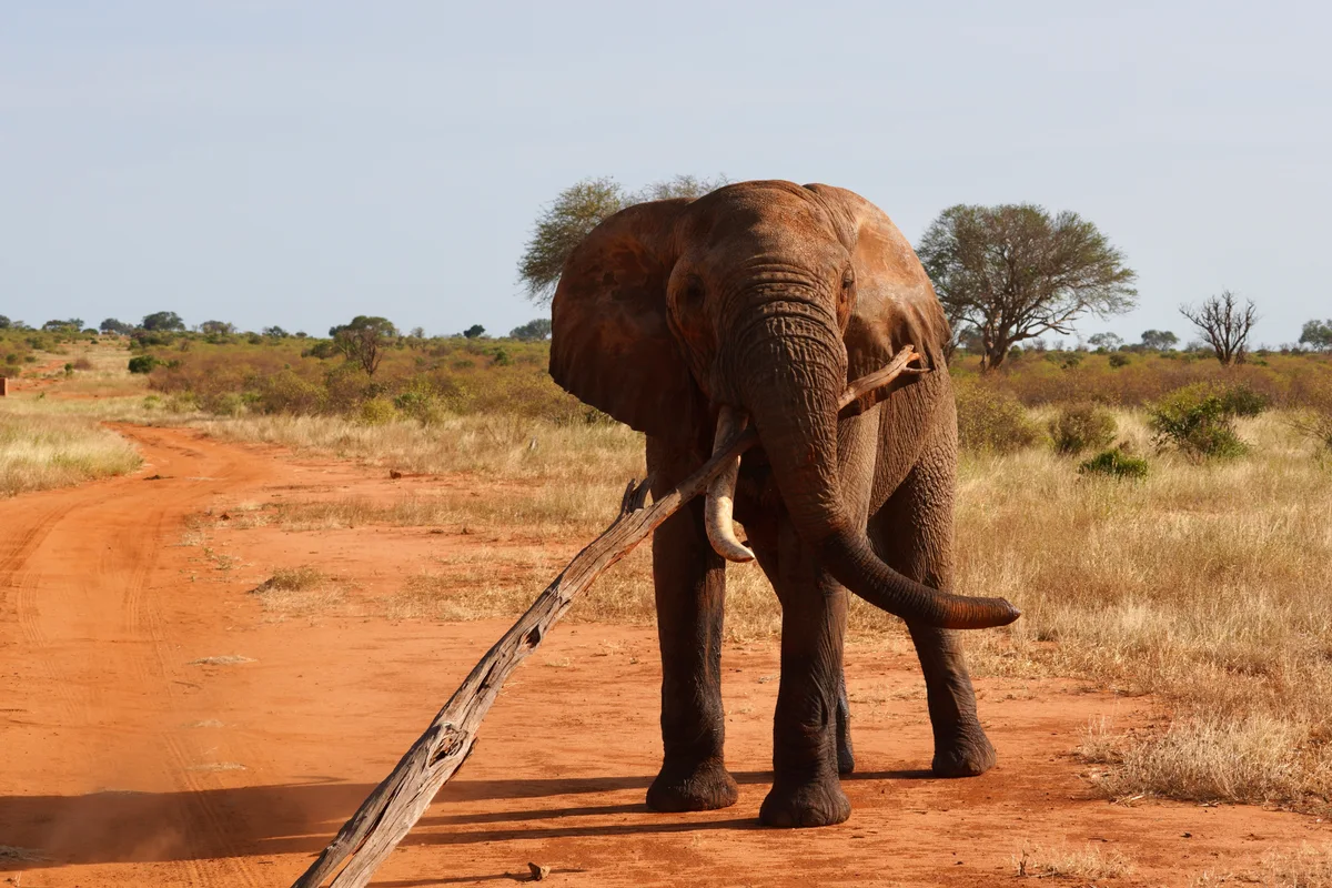 An elephant swinging a large tree branch on red earth