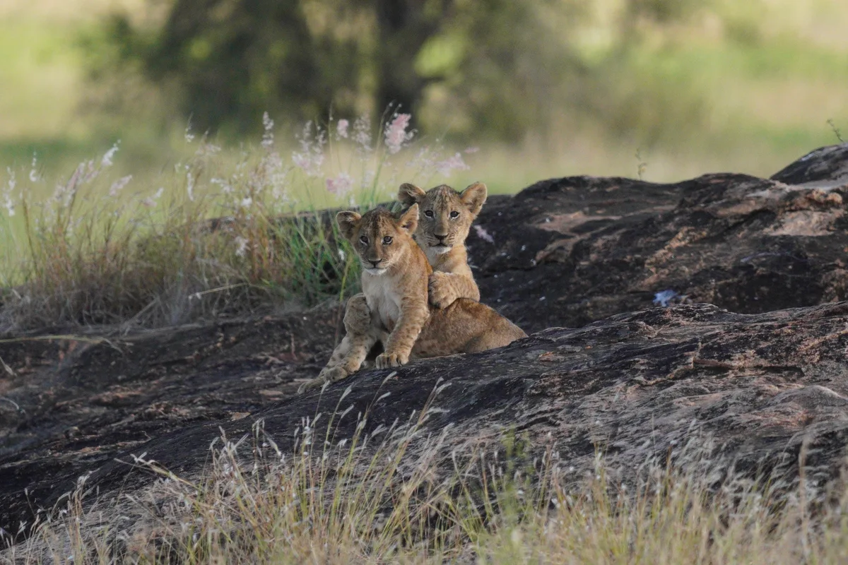 Two lion cubs cuddling on a rocky outcrop