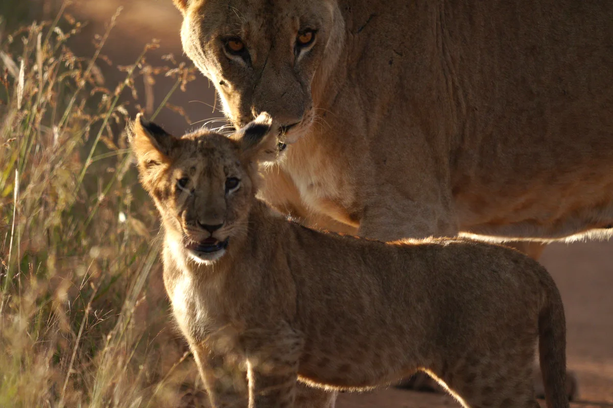 A lion cub standing beside a lioness in warm light