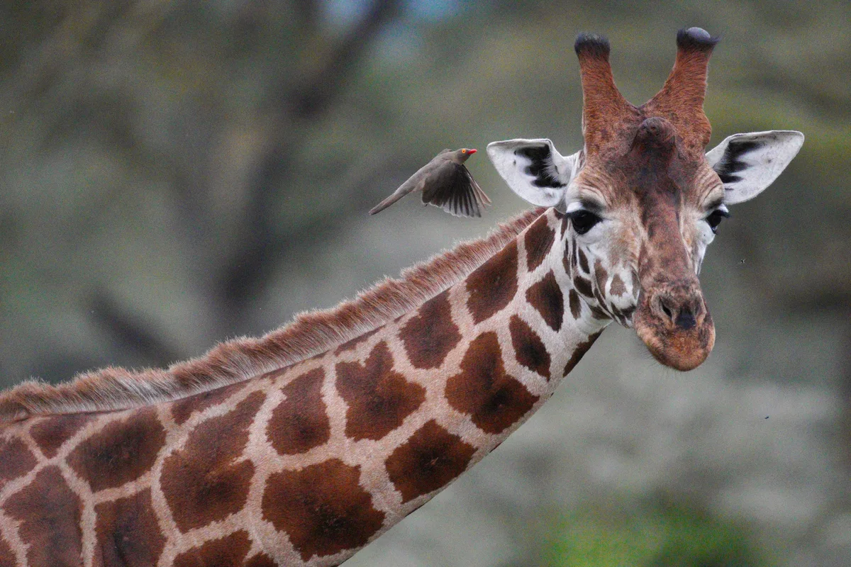 A giraffe with a red-billed oxpecker flying above it