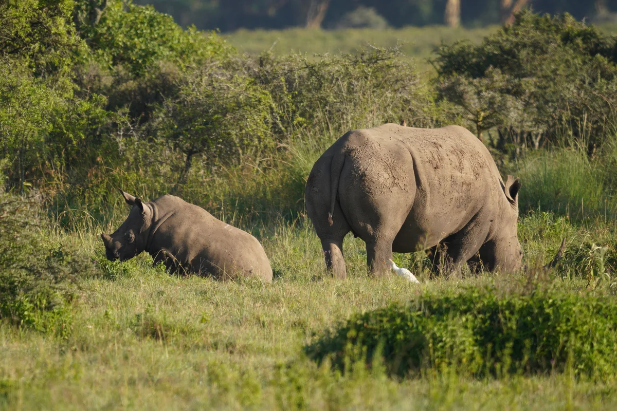 Two rhinoceroses in green grass, one sitting and one grazing