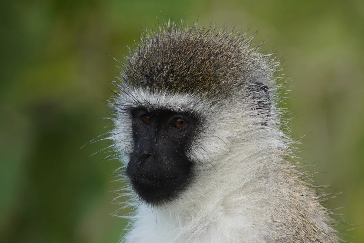 Close portrait of a monkey with a dark face and pale brow