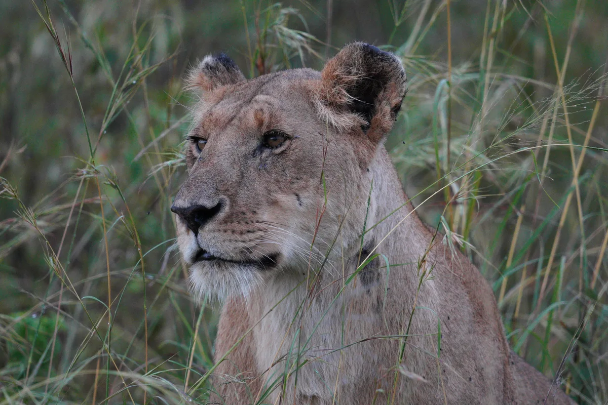 A lioness resting among tall stems of grass