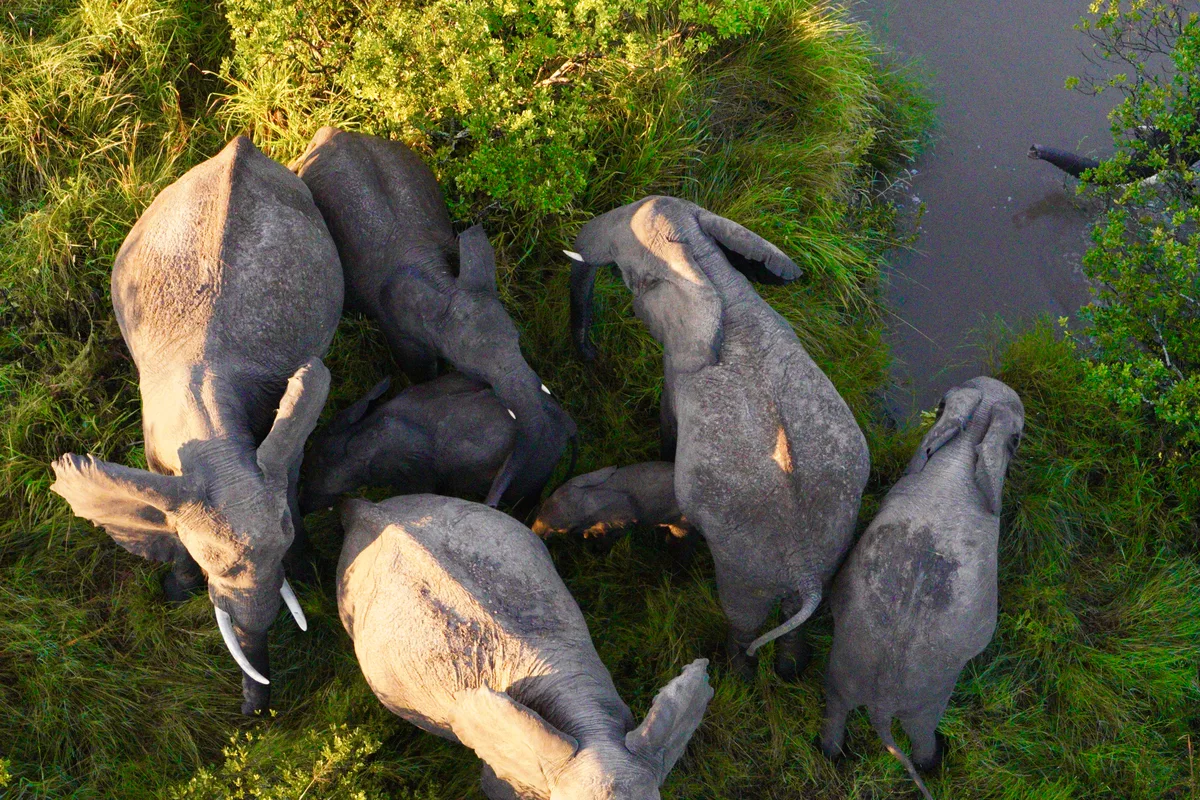 An elephant herd clustered around a calf, viewed from above
