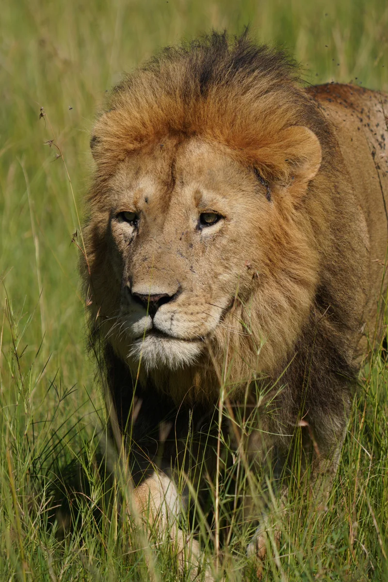 A male lion with a full mane standing in green grass