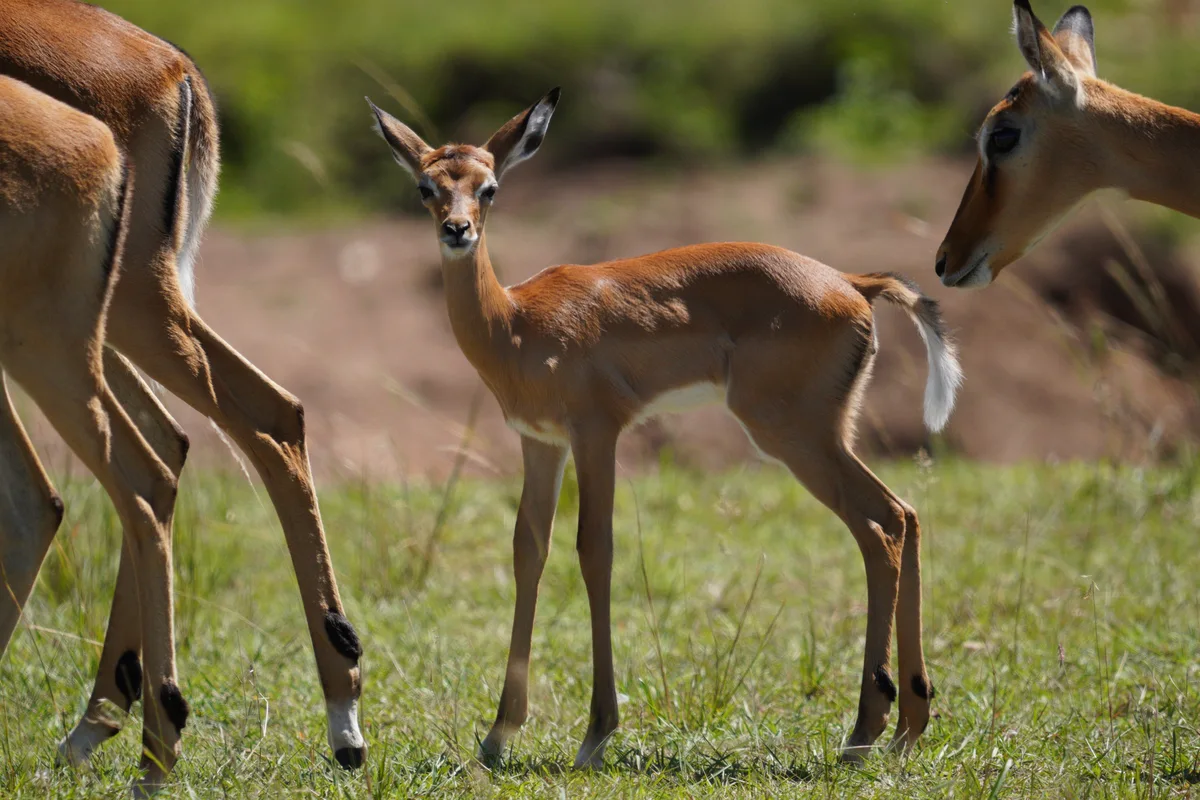 A young impala standing among a herd