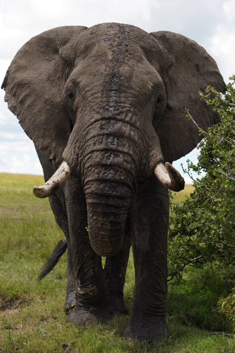 An elephant facing the camera with ears spread