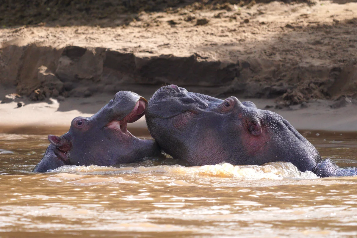 Two hippopotamuses playing with open mouths in muddy water