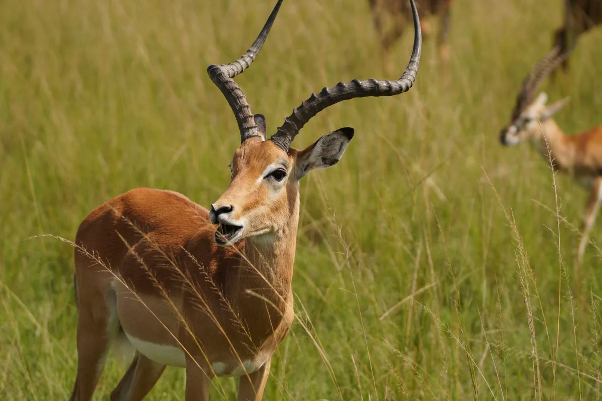 An impala looking across tall grass