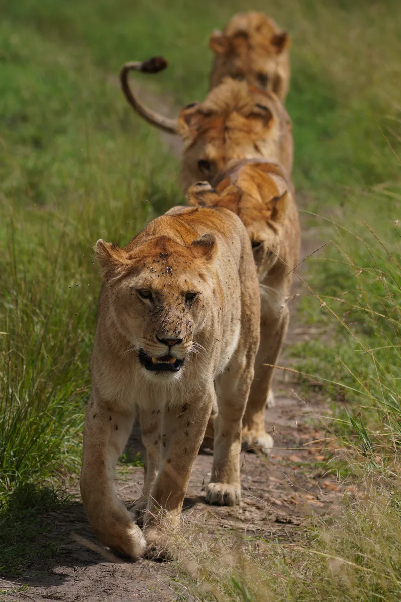 A line of lions walking toward the camera along a narrow track