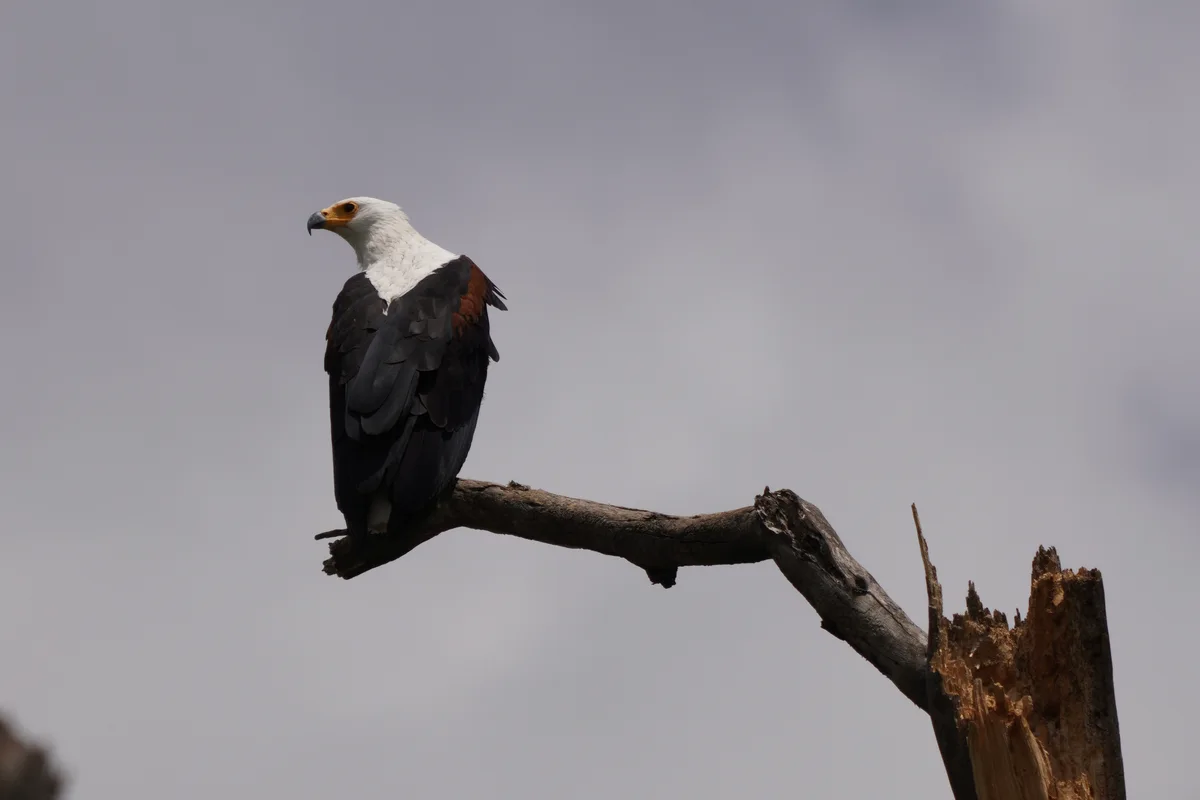 An african fish eagle perched on a bare tree branch